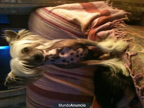 Cachorros de crestado chino para reyes