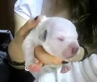 CACHORROS NECESITAN ACOGIDA URGENTE! - mejor precio | unprecio.es