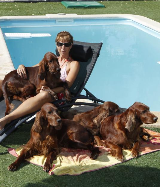 cachorros setter irlandes