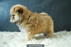Camadita de Chow Chow con pedigre - mejor precio | unprecio.es