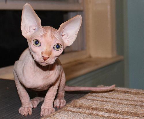 gatitos sphynx a la venta