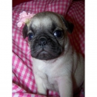 Loving Travesura poco Pug Puppies - mejor precio | unprecio.es