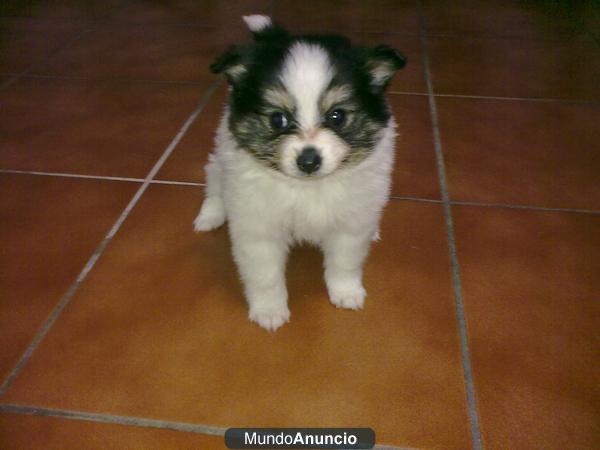 LULU DE POMERANIA CON PEDIGREE DE MULTICAMPEONES