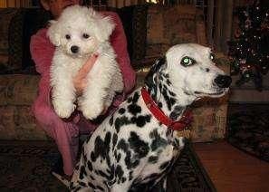Maltese Cachorro con pedigri rsce
