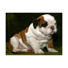 Preciosas cachorras de bulldog ingles - mejor precio | unprecio.es