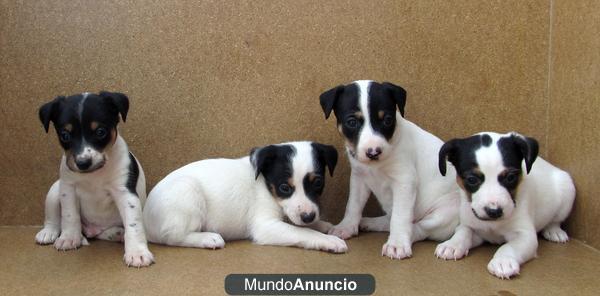 RATONERO BODEGUERO ANDALUZ 120€
