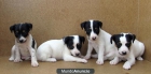 RATONERO BODEGUERO ANDALUZ 120€ - mejor precio | unprecio.es