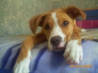REGALO PERRITA CRUCE DE BOXER - mejor precio | unprecio.es