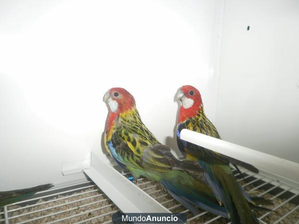 ROSELLA PRECIOSAS