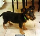 Se regala cachorro de 3 meses vacunado y desparasitado - mejor precio | unprecio.es