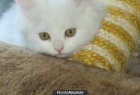 Se vende gato persa blanco de 3 meses - mejor precio | unprecio.es