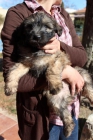 VENDO CACHORROS DE GOS DATURA - mejor precio | unprecio.es