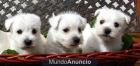Westy cachorros HOTELCAN - mejor precio | unprecio.es