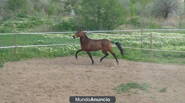 CARTUJANA CASTAÑA 4 AÑOS