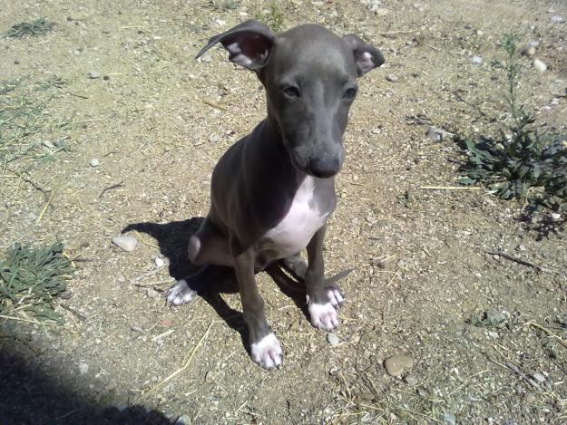 Últimos cachorros de Galgo Italiano