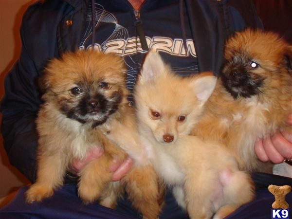 BASURA STUNNING de Shih Tzu X POMERANIAN CACHORROS