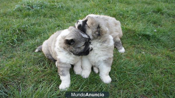 cachorros pastor del caucaso