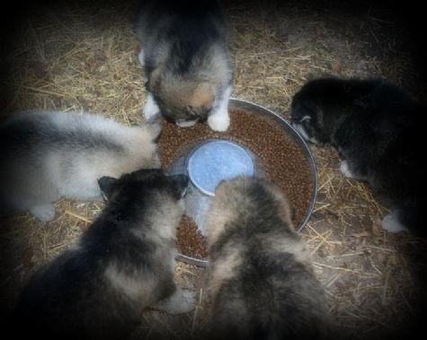 Disponibles los mejores entrenados cachorros Malamute de Alaska para familias