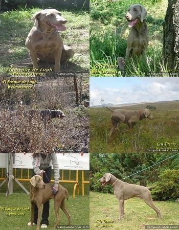 EXPECTACULAR CAMADA  DE WEIMARANERS