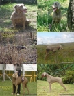 EXPECTACULAR CAMADA  DE WEIMARANERS - mejor precio | unprecio.es