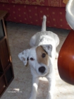 Novia para Parson Russell Terrier - mejor precio | unprecio.es