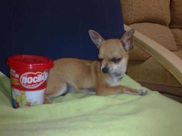 proximo macho de chihuahua para montas. con exc.loe.
