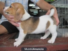 Regalo AKC Beagle cachorros - mejor precio | unprecio.es