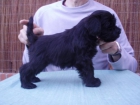 Schnauzer miniatura negro - mejor precio | unprecio.es
