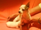 Vendemos cachorro macho Chihuahua - mejor precio | unprecio.es