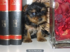 Yorkshire toy con pedigree. - mejor precio | unprecio.es