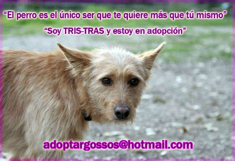 podenco portugues en adopción