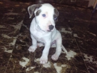 AMERICAN STAFFORSHIRE TERRIER - mejor precio | unprecio.es