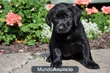 cachorro perro labrador sevilla