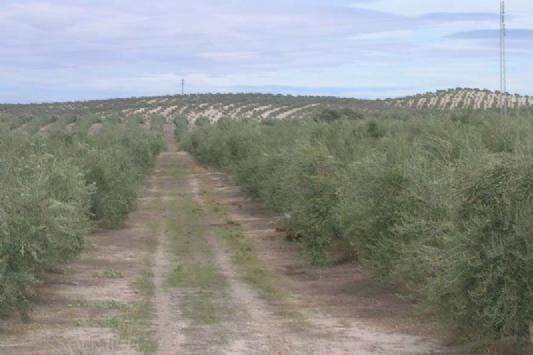 Finca En Venta en Ronda, Málaga