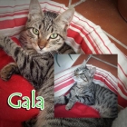 Gala, gatita de 6 meses busca un buen hogar - mejor precio | unprecio.es