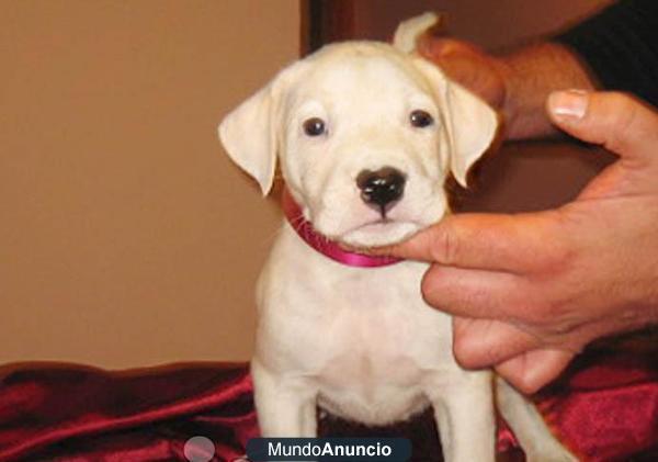 Hembra Y macho Estamos ofreciendo mejor Dogo Argentino cachorros