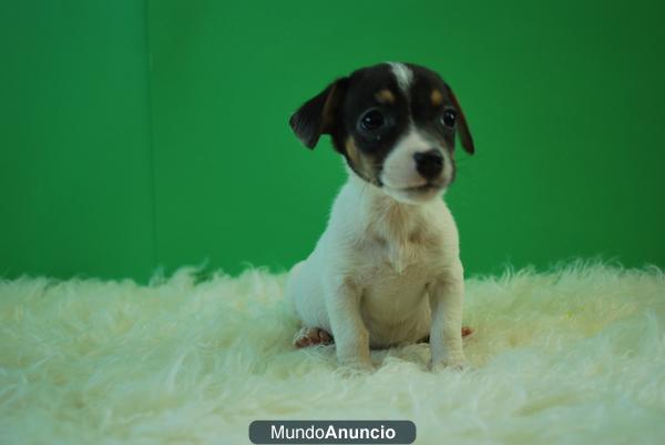 Jack Rusell Terrier Cachorros de Pelo corto con Pedigre