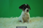 Jack Rusell Terrier Cachorros de Pelo corto con Pedigre - mejor precio | unprecio.es