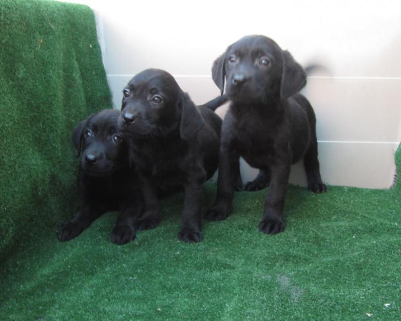 Labradores de color negro excelente pedigri