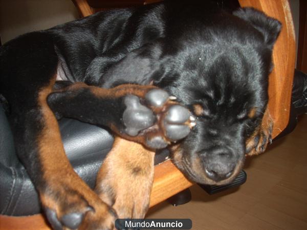 Rottweiler