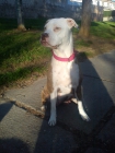 se venden cachorro american stanford con pitbull - mejor precio | unprecio.es