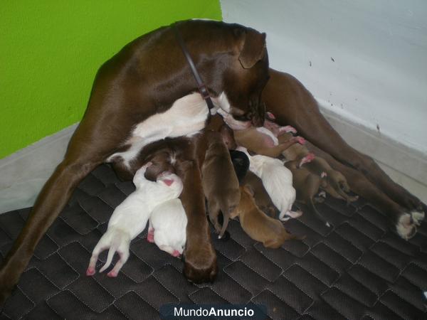 Vendo camada American Pitbull Terrier