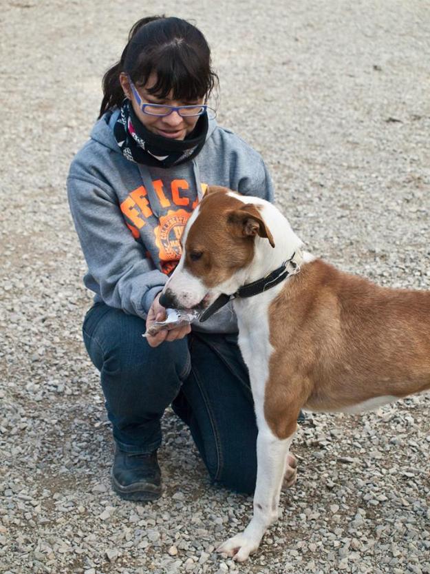 Ziro, precioso podenco en adopción