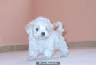 BICHON MALTES -- TOY DISPONIBLES - mejor precio | unprecio.es