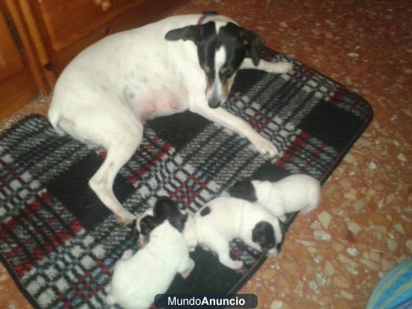 BODEGUEROS CON 2 SEMANAS (12/04/12)