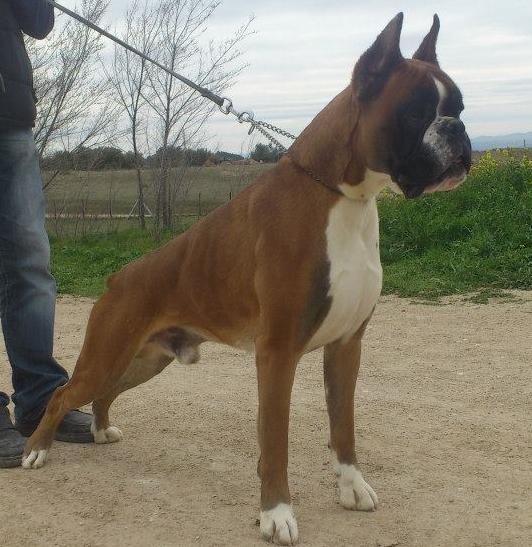 boxer