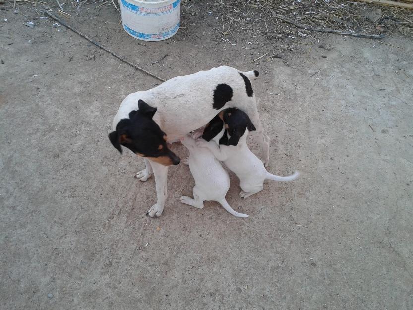 Cachorros de Bodeguero Andaluz