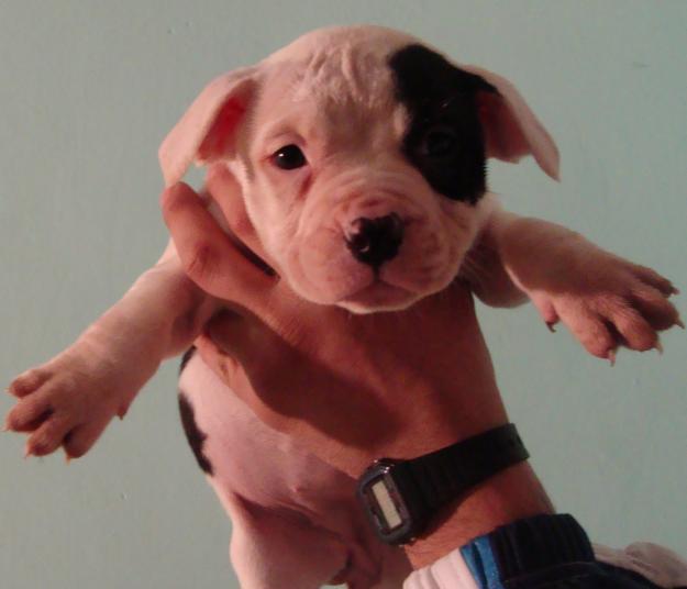 CAMADA DE PIT BULL