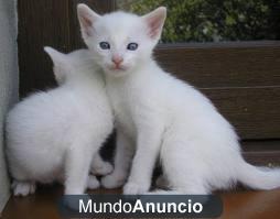 gatitos blanco nieve todo un regalo 634 32 37 82