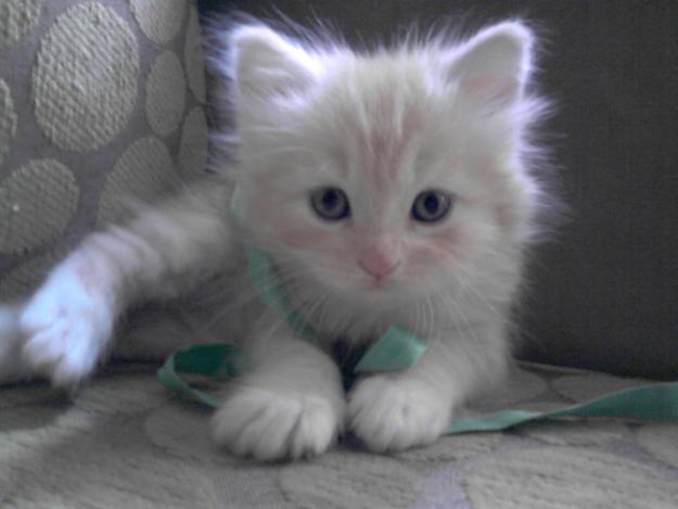 Gatitos Maine Coon